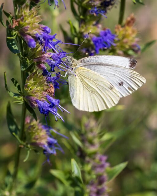 π³π± Klein koolwitje
π¬π§ Cabbage white / small white butterfly
#vlinder #kleinkoolwitje #cabbagewhite #smallwhite #butterfly