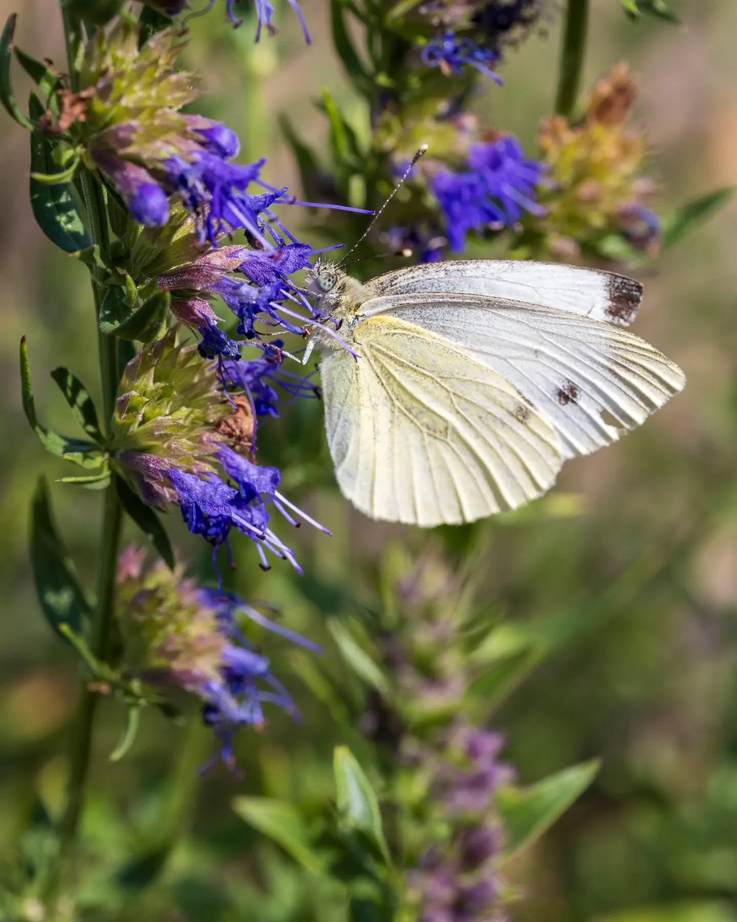 π³π± Klein koolwitje
π¬π§ Cabbage white / small white butterfly
#vlinder #kleinkoolwitje #cabbagewhite #smallwhite #butterfly