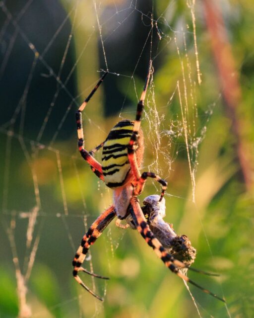 π³π± Wespspin, prachtig en naar Nederlandse begrippen behoorlijk groot!
π¬π§ Wasp spider, beautiful and quite large by Dutch standards!
#wespspin #waspspider #spin #spider