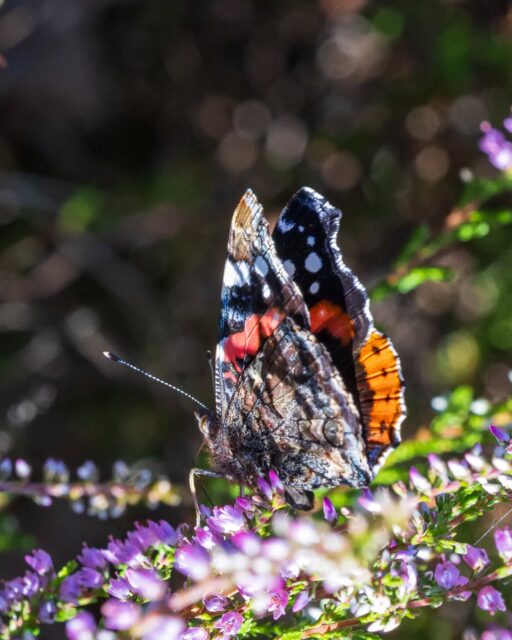 π³π± Atalanta: wist je dat deze prachtige vlinder een echte wereldreiziger is? Elk voorjaar vliegen ze helemaal vanuit Zuid-Europa en zelfs Noord-Afrika naar o.a. Nederland.
π¬π§ Red Admiral: did you know that this beautiful butterfly is a true globetrotter? Every spring, they fly all the way from Southern Europe and even North Africa to places like the Netherlands.
#atalanta #redadmiralbutterfly #natuurinnederland #vlinders #butterflylover