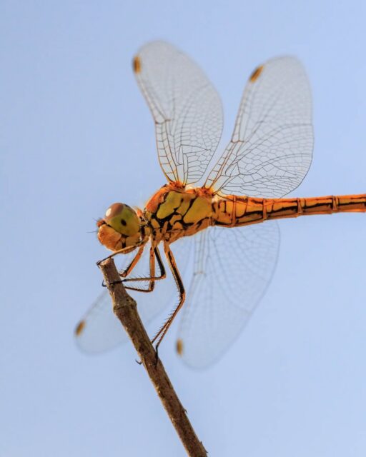 π³π± Heidelibel, aan het uitrusten na een vermoeidende vlucht
π³π± Darter resting after an exhausting flight
#heidelibelle #darter #naturelovers