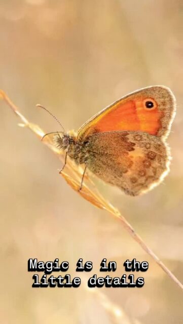 #butterfly #darter #august #littlethings