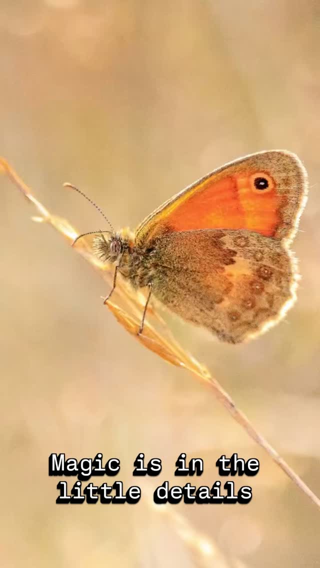 #butterfly #darter #august #littlethings