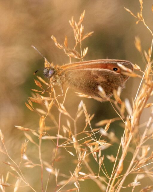 π³π± Dit hooibeestje had zich wel erg goed verstopt!
π¬π§ This small heath was hiding really well!
#hooibeestje #vlinder #smallheath #butterfly