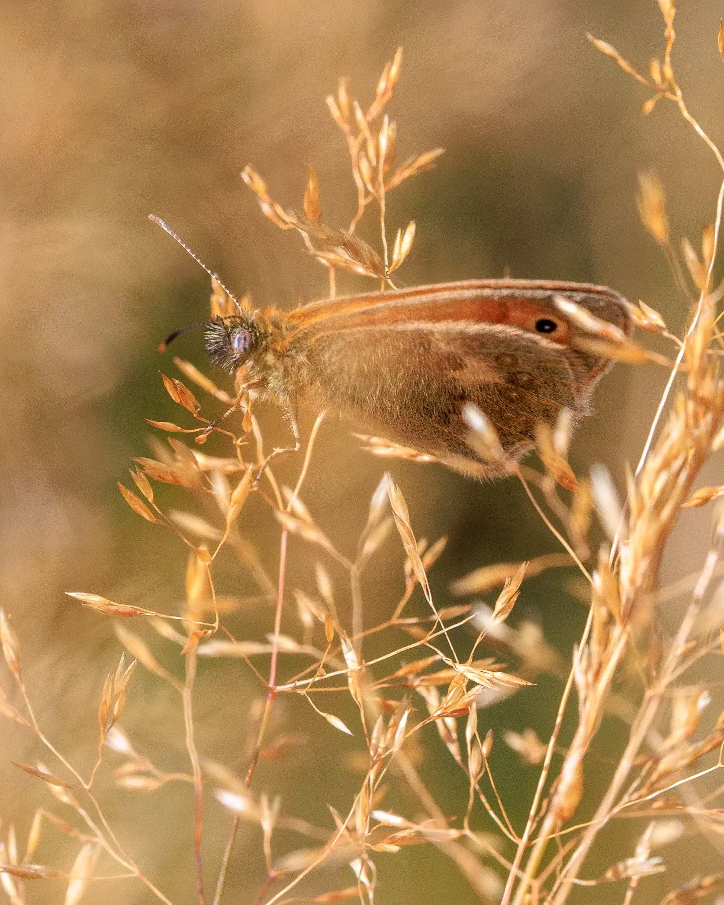 π³π± Dit hooibeestje had zich wel erg goed verstopt!
π¬π§ This small heath was hiding really well!
#hooibeestje #vlinder #smallheath #butterfly