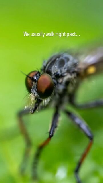 #macrofotografie #insectenwereld #insectmacro #mindfulmoments