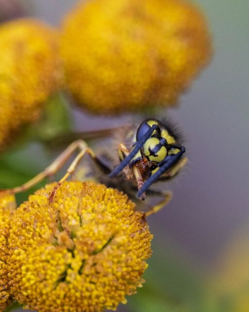 π³π± Als je een wesp op deze manier bekijkt, dan ziet deze er eigenlijk super schattig uit π
π¬π§ If you look at a wasp this way, it actually looks really cute.
#wesp #wespenstichting #wasp