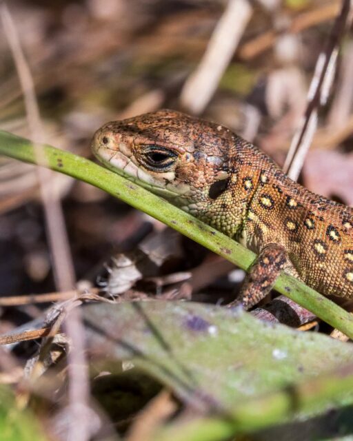 π³π± Jonge zandhagedis
Dit weekend gespot op de veluwe!
π¬π§ Young Sand Lizard
Spotted on the Veluwe this weekend!
#zandhagedis #reptilesoο¬nstagram #veluwe #sandlizard #natuurmonumenten