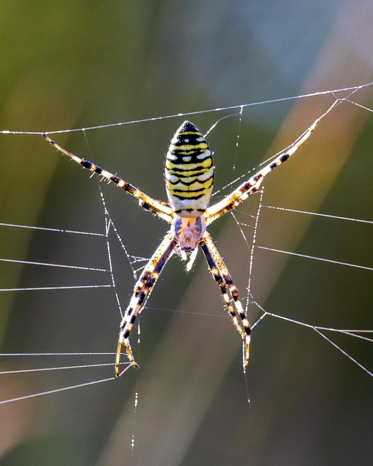 π³π± Wespspin, ook wel tijgerspin genoemd. Ze zijn zo mooi!
π¬π§ Wasp spider, also known as the tiger spider. They are so beautiful!
#wespspin #waspspider #spinnenweb #macrofotografie