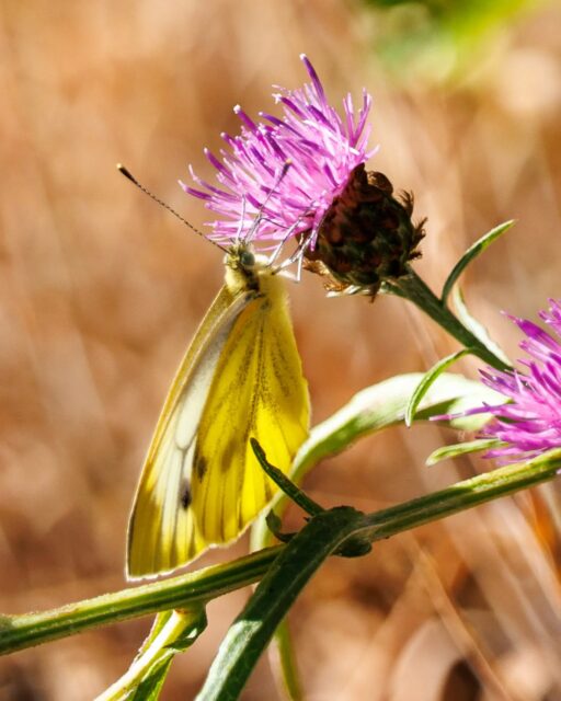 π³π± Klein geaderd witje, rustig genietend van een bloem!
π¬π§ Green-veined White, peacefully enjoying a flower!
#kleingeaderdwitje #vlinderstichting #greenveinedwhite #macropohotography #macrofotografie