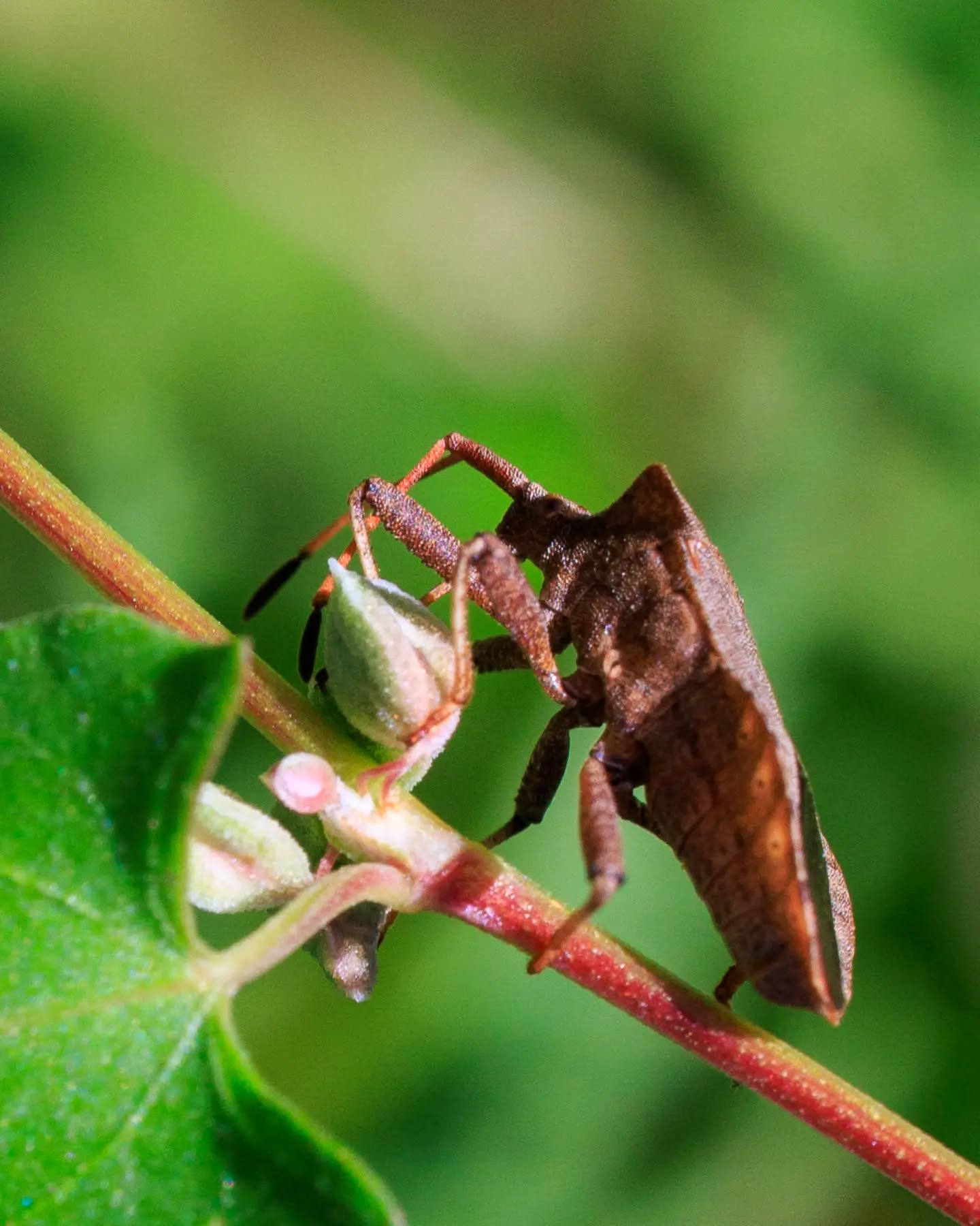 π³π± Zuringrandwants
π¬π§ Dog bug
β#zuringrandwants #insecten #natuurfotografie #natuurweetjes #natuurinnederland