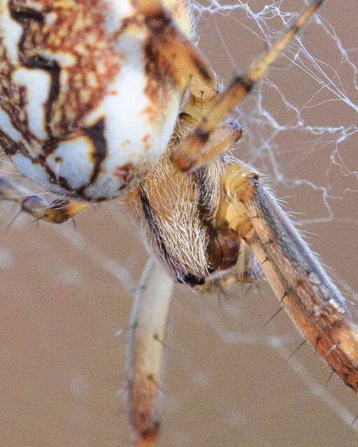 π³π± Heidewielwebspin
π¬π§ Bordered orbweaver
#heidewielwebspin #borderedorbweaver #spinnenfotografie #macrofotografie