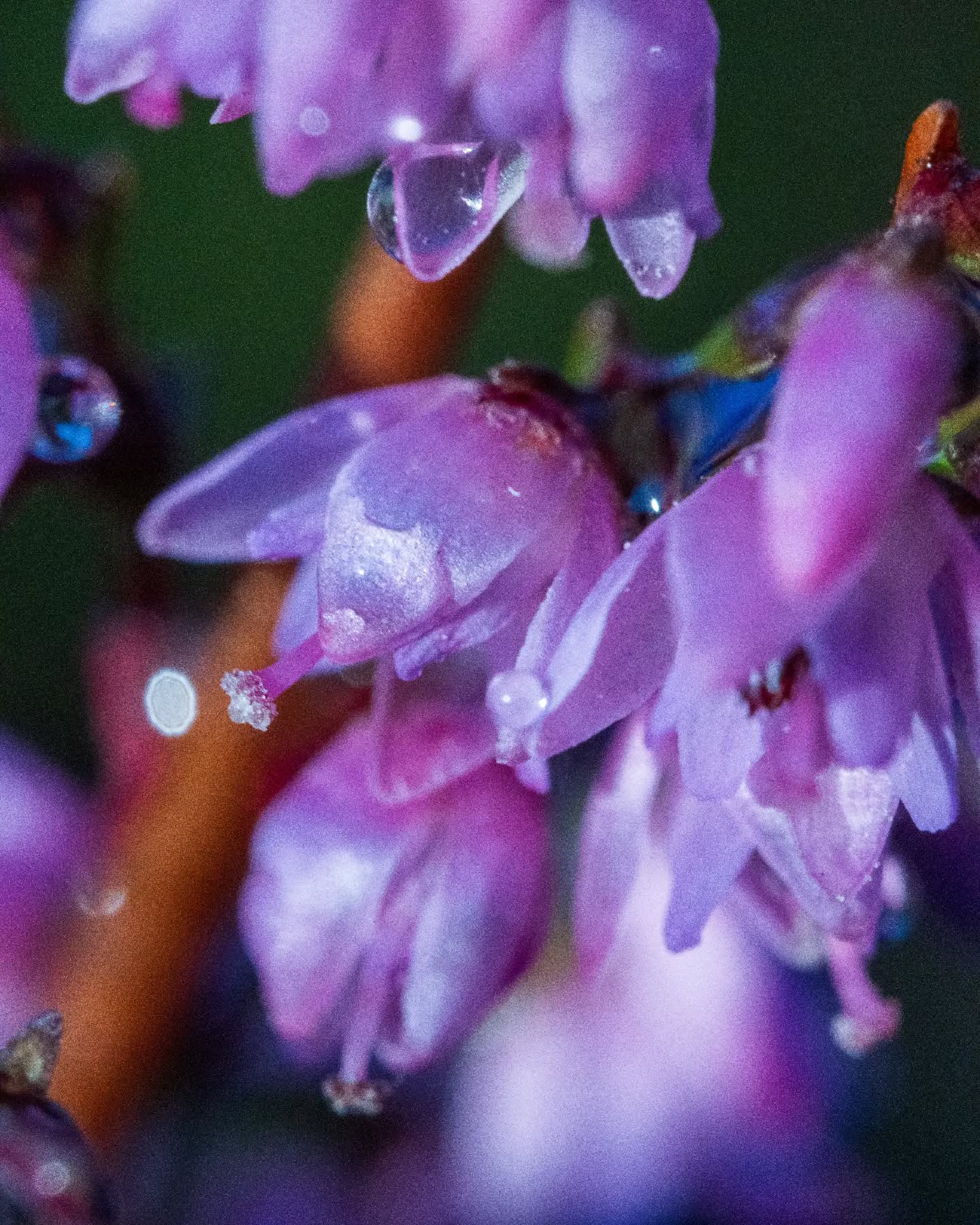 π³π± Struikheide van heel dichtbij: Wat een prestatie van de hei om ondanks de enorme droogte toch nog zo mooi te bloeien!
π¬π§ What an achievement for the heather to still bloom so beautifully despite the severe drought!
#struikheide #hei #bloei #droogte