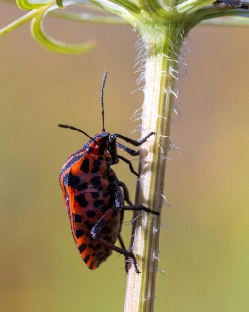 π³π± Pyamaschildwants aan het opwarmen in de zon. Dat zal vandaag niet moeilijk zijn π₯΅
π¬π§ A striped shield bug warming up in the sun. That won't be hard today π₯΅
#pyamaschildwants #stripedshieldbug