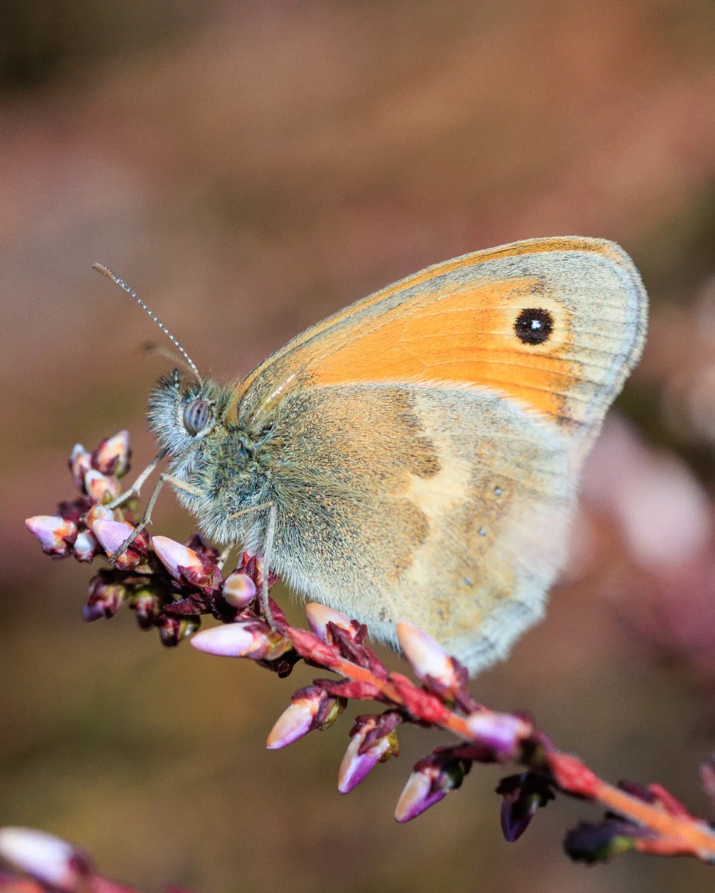 π³π± Hooibeestje
π¬π§ Small Heath
#hooibeestje #vlinder #butterfly