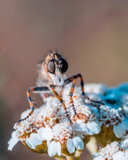 π³π± Deze roofvlieg ziet er toch schattig uit zo?
π¬π§ This robber fly actually looks really cute like this?
#roofvlieg #robberfly #insectsworld #macrofotografie
