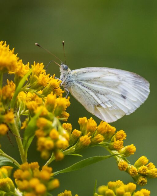 π³π± Klein geaderd witje, klein koolwitje of boswitje?
π¬π§ Green-veined white, Small white or Wood white?
#vlinder #butterfly