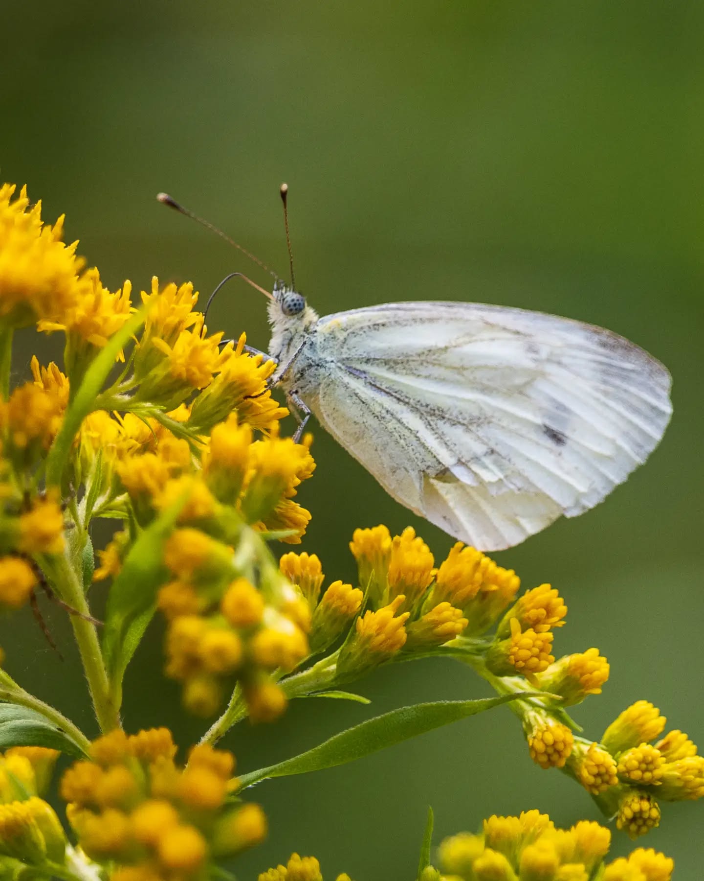 π³π± Klein geaderd witje, klein koolwitje of boswitje?
π¬π§ Green-veined white, Small white or Wood white?
#vlinder #butterfly