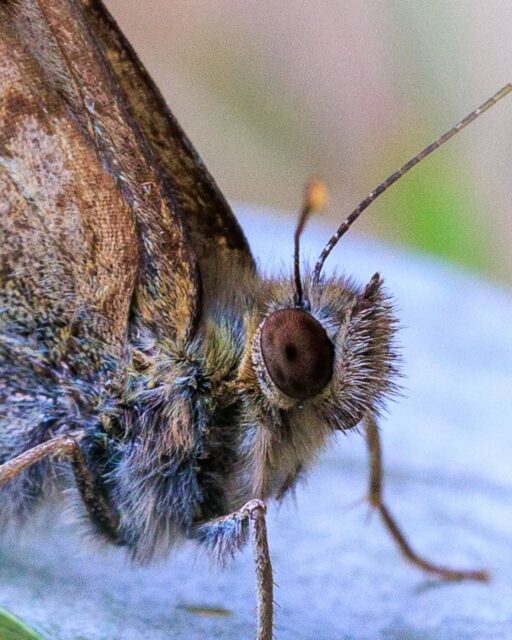 π³π± Bont zandoogje in het bos, op de laatste foto is het patroon mooi zichtbaar!
π¬π§ Speckled wood in the forest, in the last photo the pattern is clearly visible!
#bontzandoogje #speckledwood #butterfly #dagvlinder #vlinder