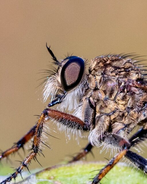 π³π± Roofvlieg
π¬π§ Robber Fly
#roofvlieg #robberfly #macrofotografie #macrophotography