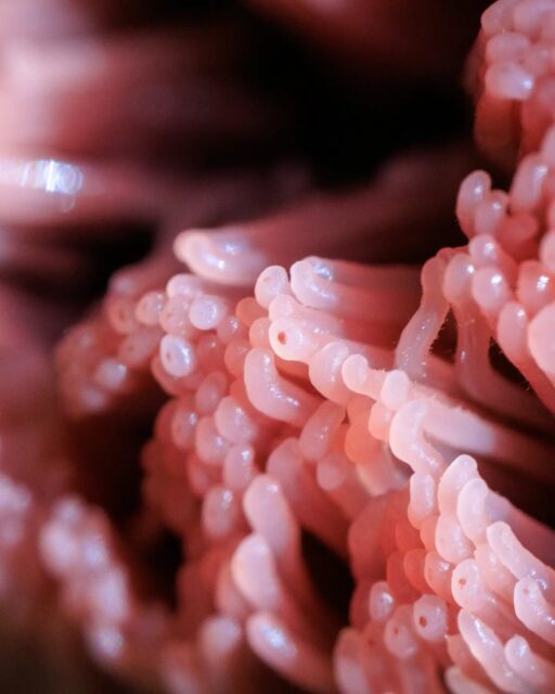 π³π± Slijmzwam in een mooie roze kleur!
π¬π§ Slime mold in beautiful pink!
#slijmzwam #slimemold #macrofotografie #bos
