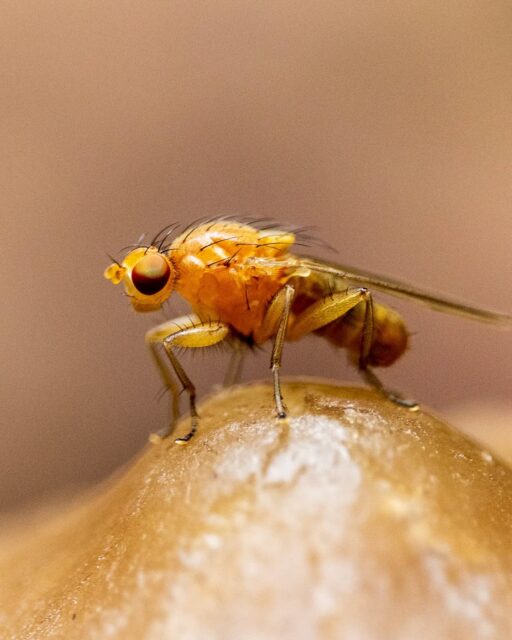 π³π± Afvalvlieg op een paddestoel
π¬π§ Scavenger fly on a mushroom
#macrofotografie #macrophotography #afvalvlieg #scavengerfly #natuurliefhebbers