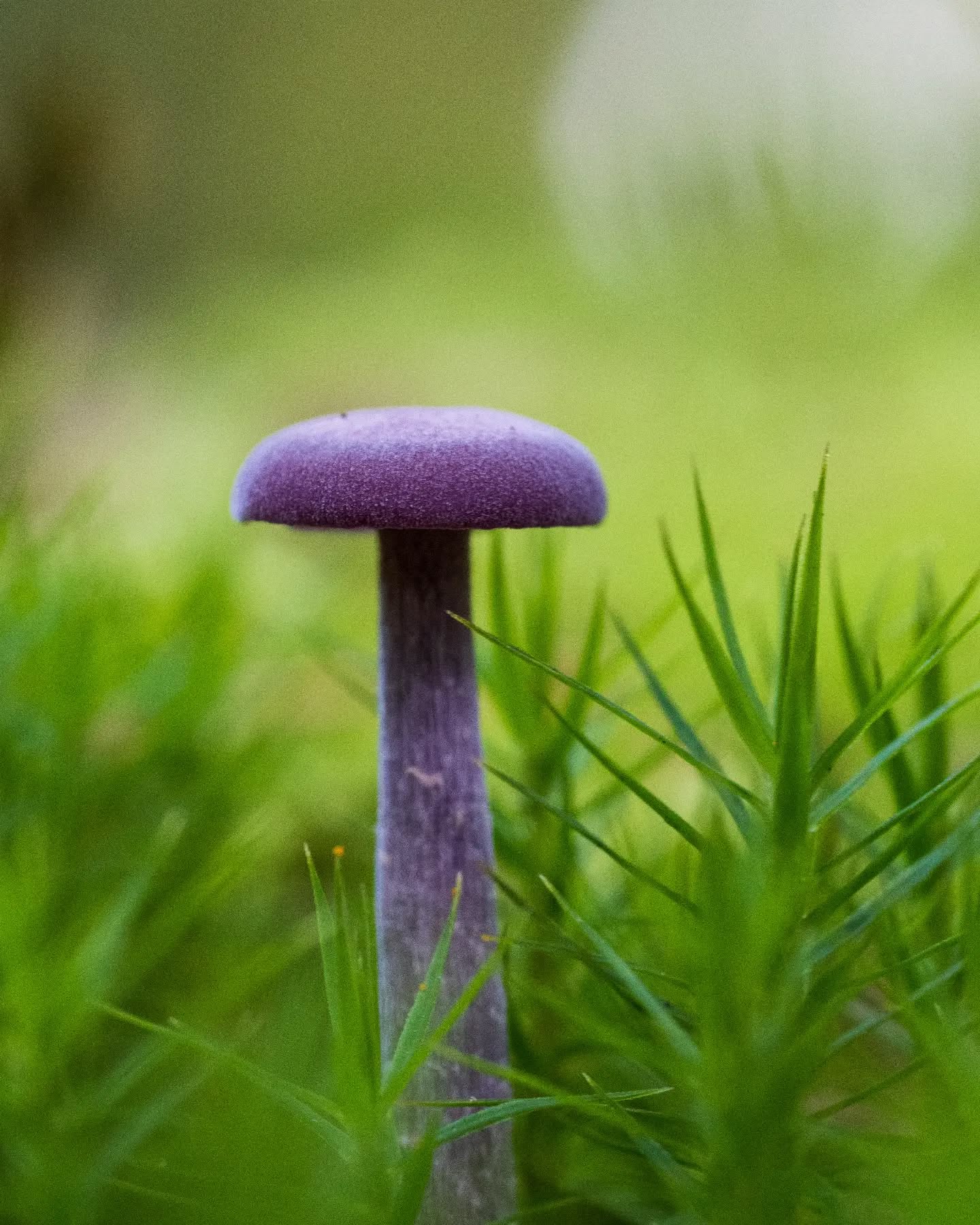 π³π± Amethistzwam
π¬π§ Amethyst deceiver
#paddestoelen #paddenstoelenfotografie #mushroomphotography