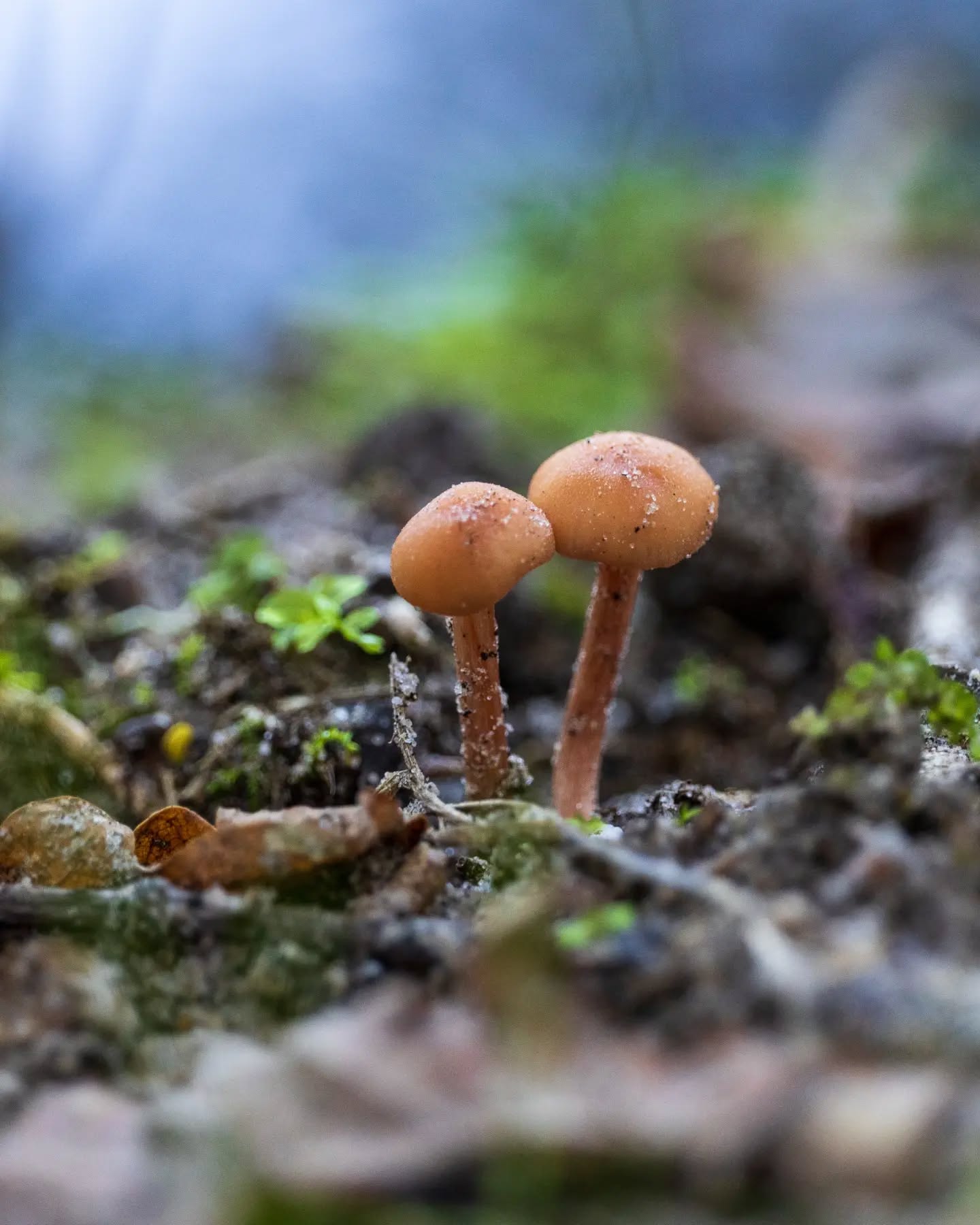 π³π± Super schattige kleine paddestoeltjes
π¬π§ Super cute little mushrooms
#paddestoelen #laowa #mushrooms