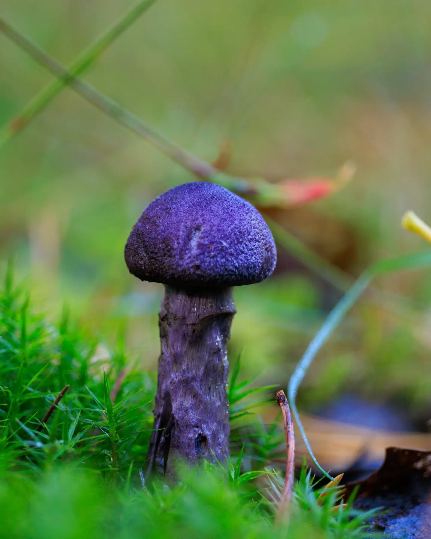 π³π± Violette gordijnzwam met een gezicht
π¬π§ Violet webcap having a face
#violettegordijnzwam #violetwebcap #paddestoelenfotografie